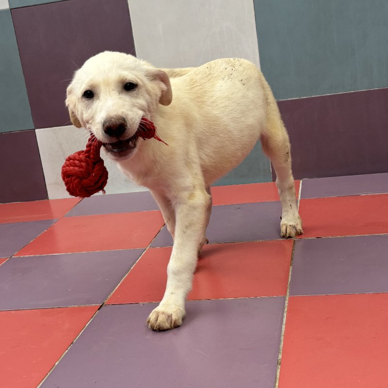 252218