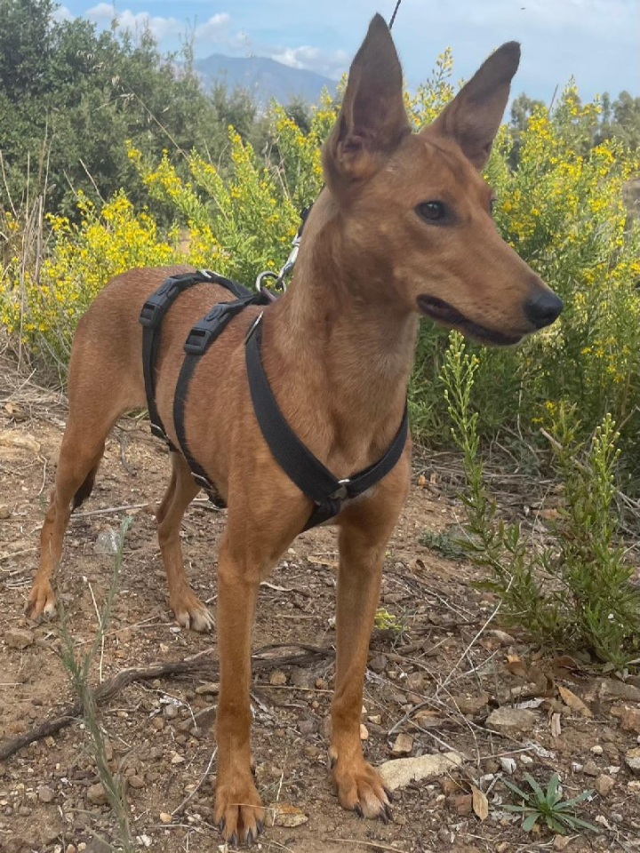 261735